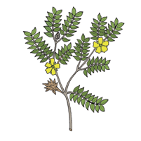Tribulus-terrestris