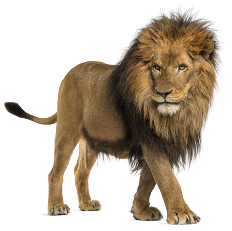 lev-slozeni-predatorus