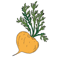 maca