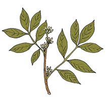 muira-puama