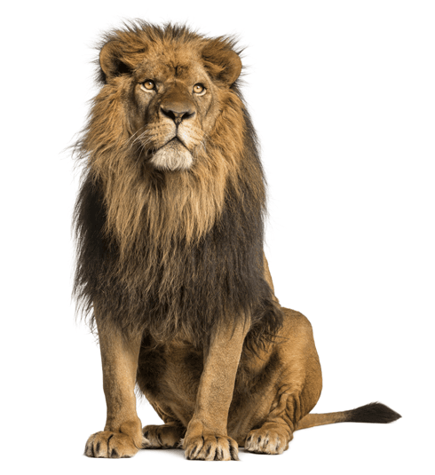 predatorus-lev-compressor