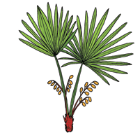 saw-palmetto