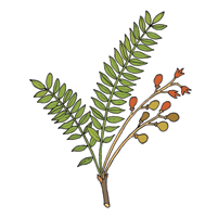 tongkat-ali