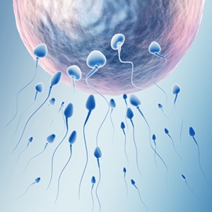 spermie